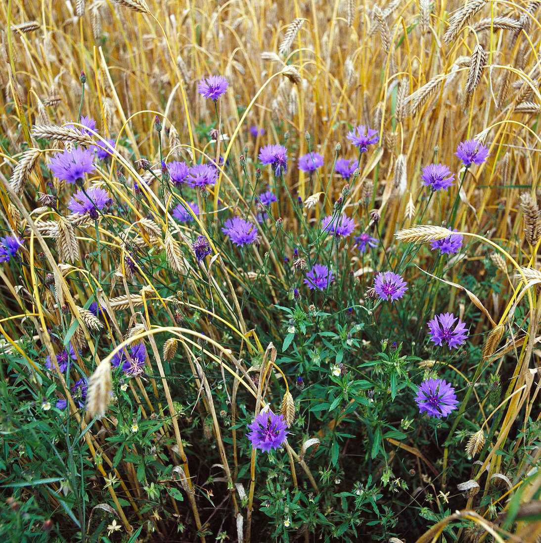 Centaurea cyanus (Kornblumen)