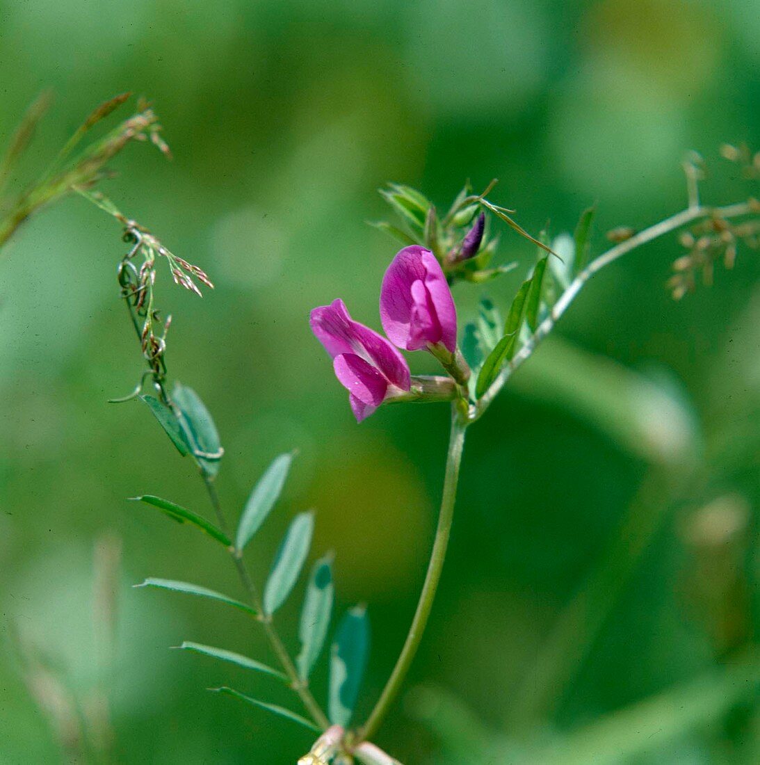 Vicia sativa, seed vetch, forage vetch