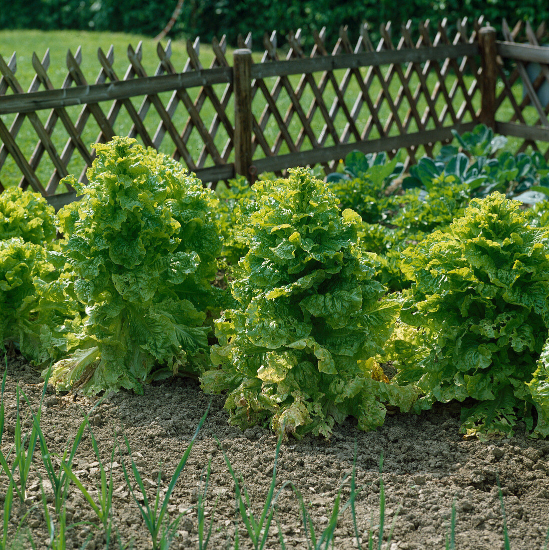 Butterhead lettuce (Lactuca)