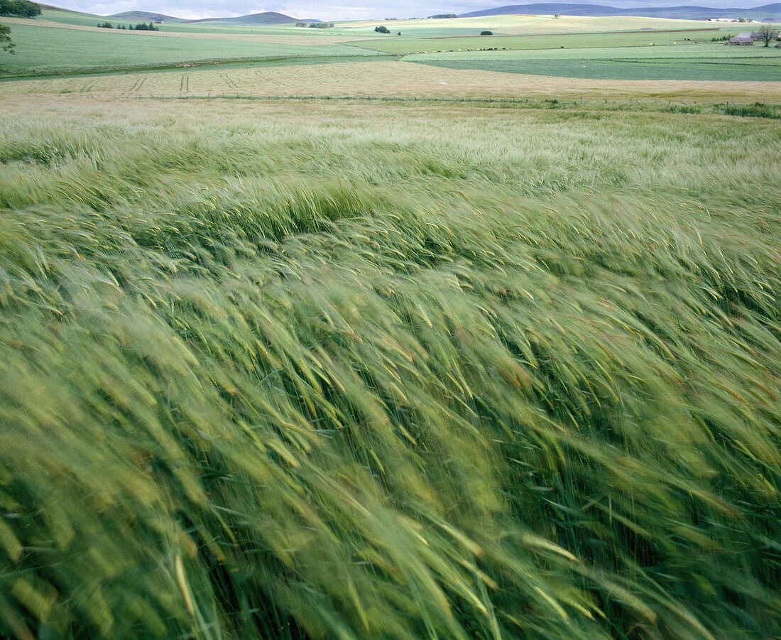 Gerstenfeld im Wind, Gerste (Hordeum)