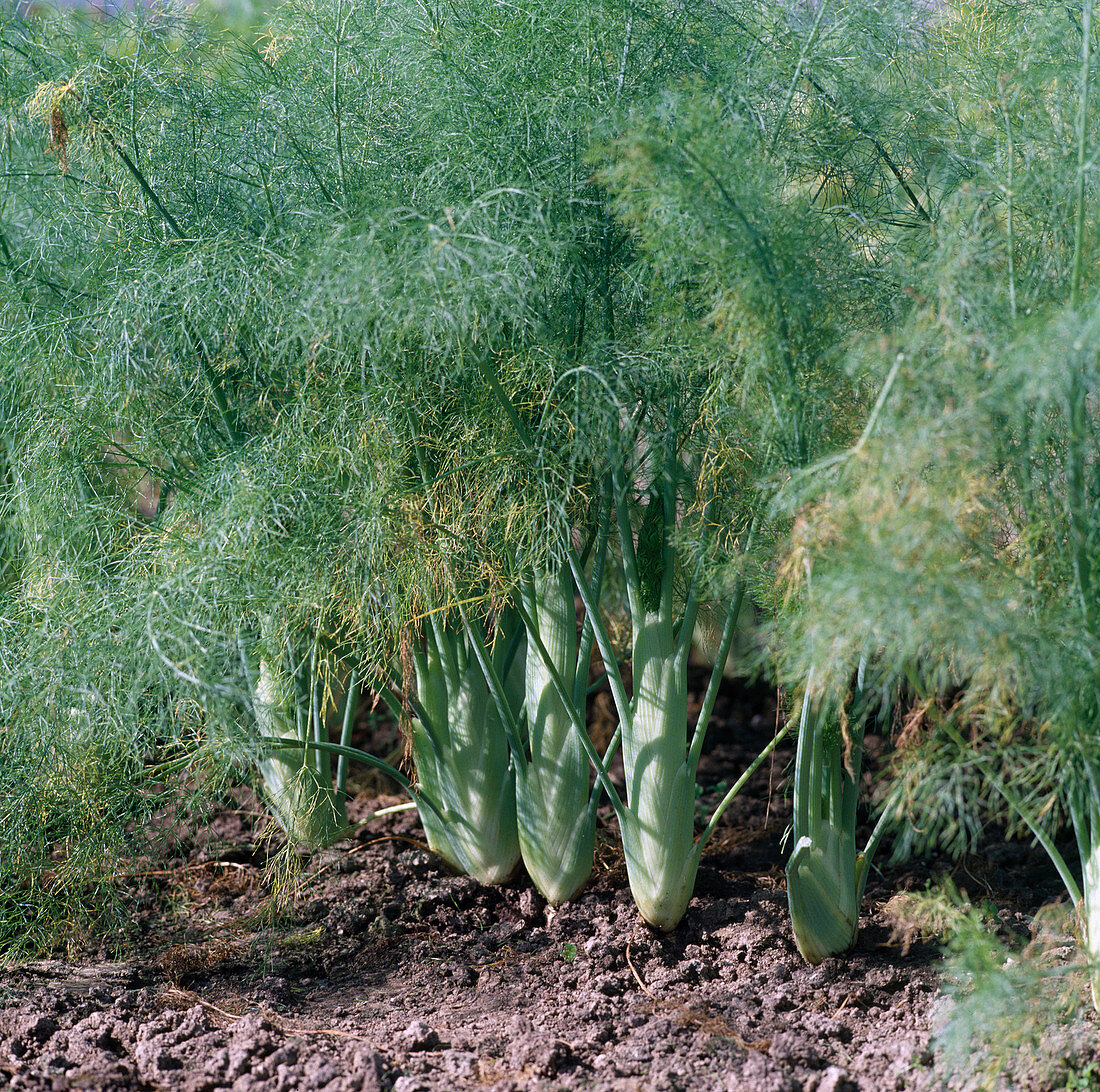 Foeniculum vulgare var. azoricum (tuberous fennel) in the vegetable garden
