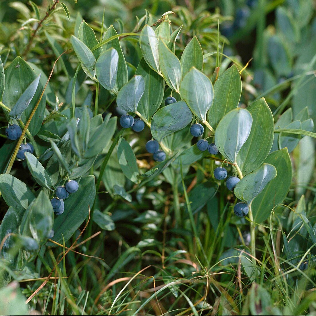 Echtes Salomonssiegel (Polygonatum odoratum), auch Wohlriechende Weißwurz