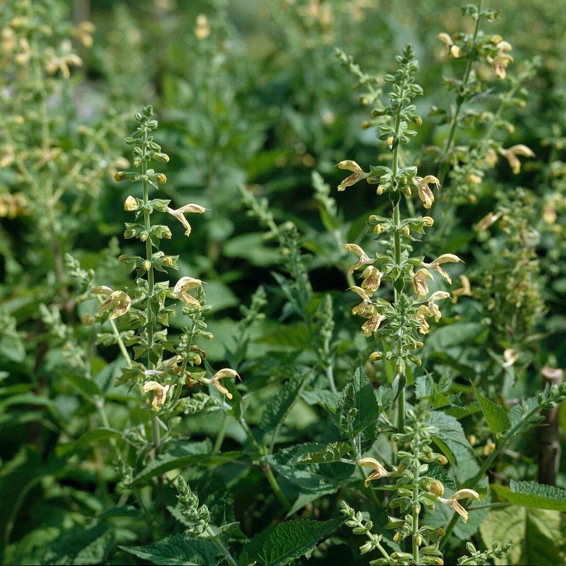 Salvia Glutinosa Klebriger Salbei