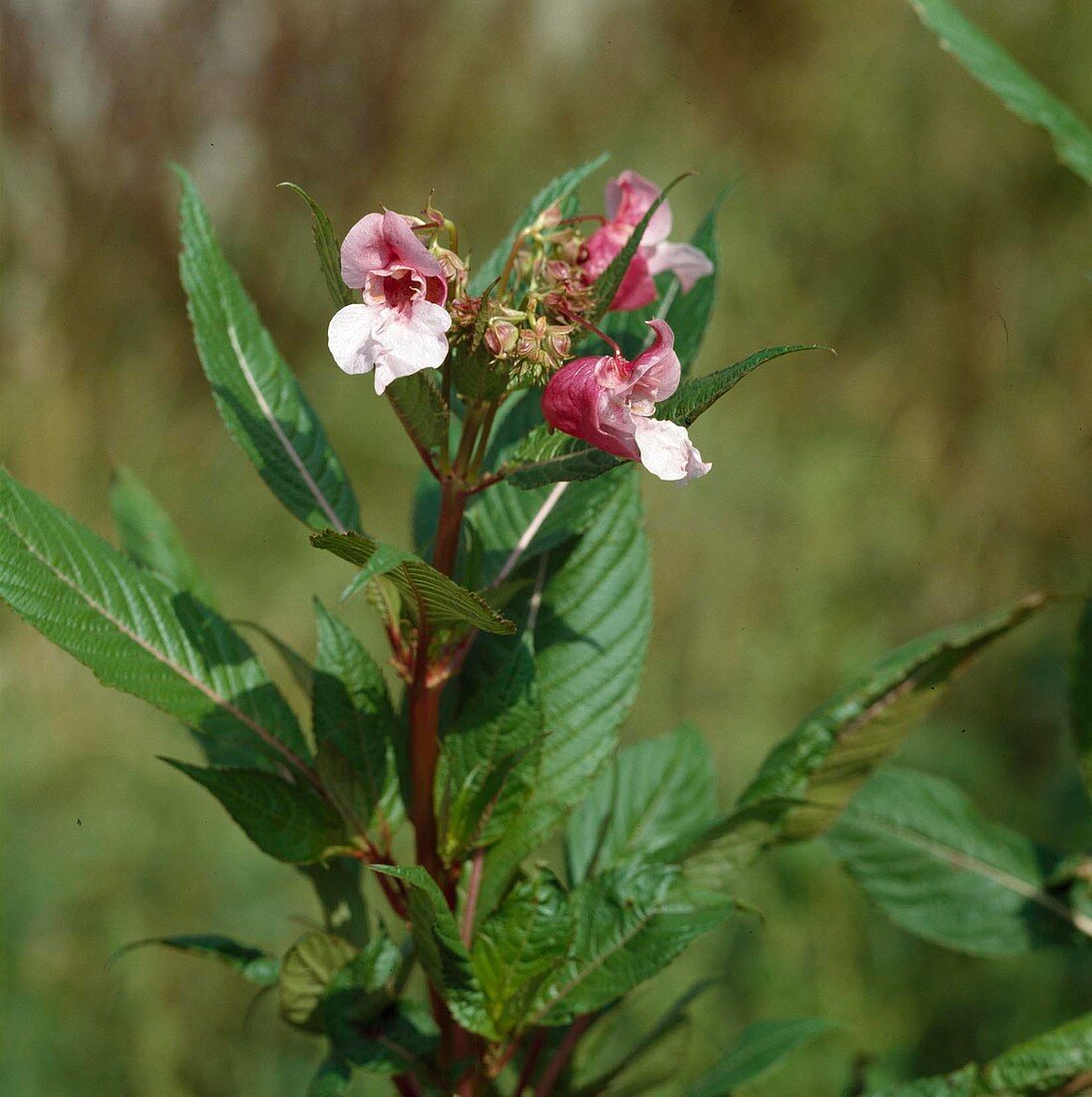 Impatiens glandulifera, Upper Bavaria, Germany