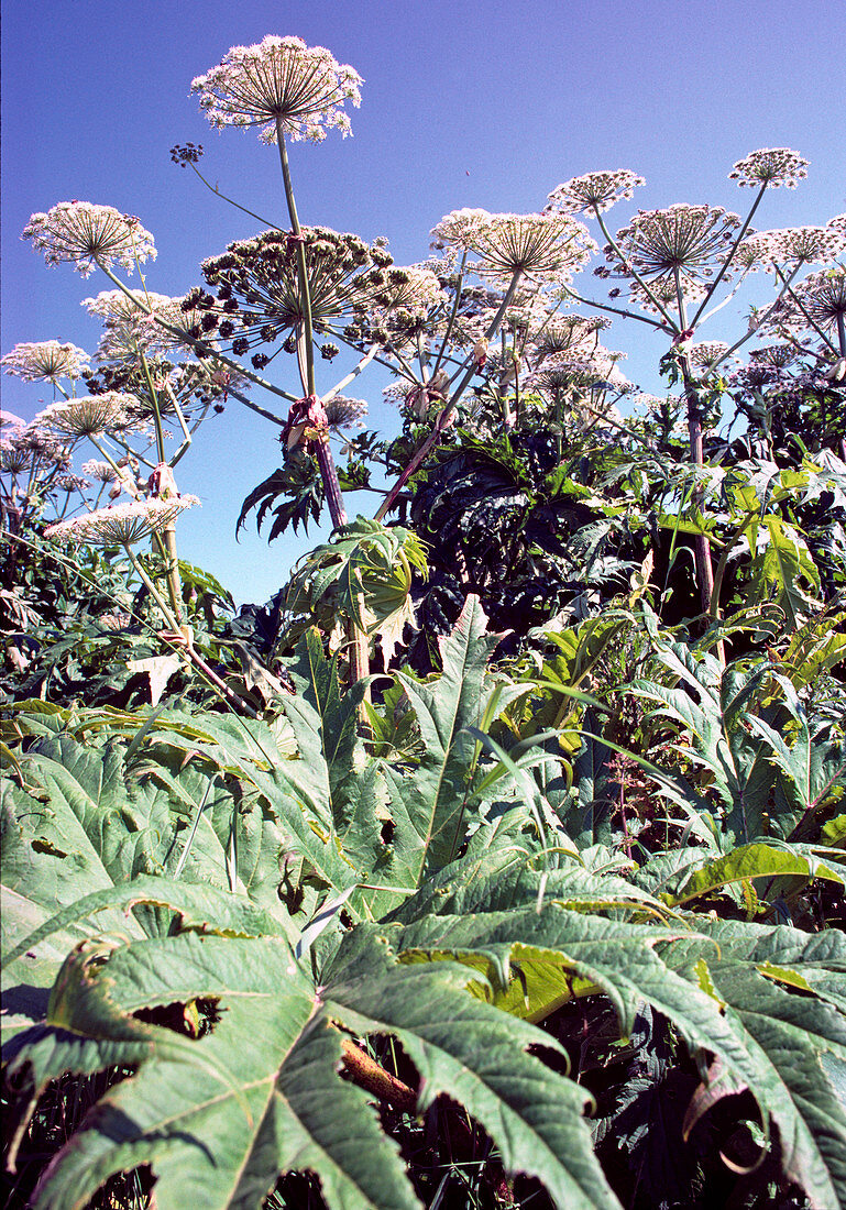 Heracleum mantegazzianum (Giant Hogweed), contact with leaves causes severe burns