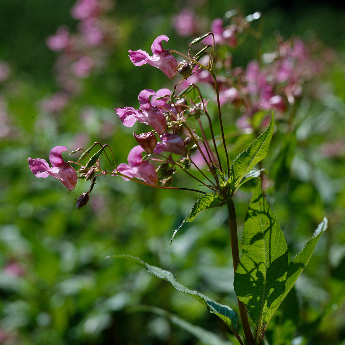 Wildflower, Impatiens glandulifera, Bavaria, Germany