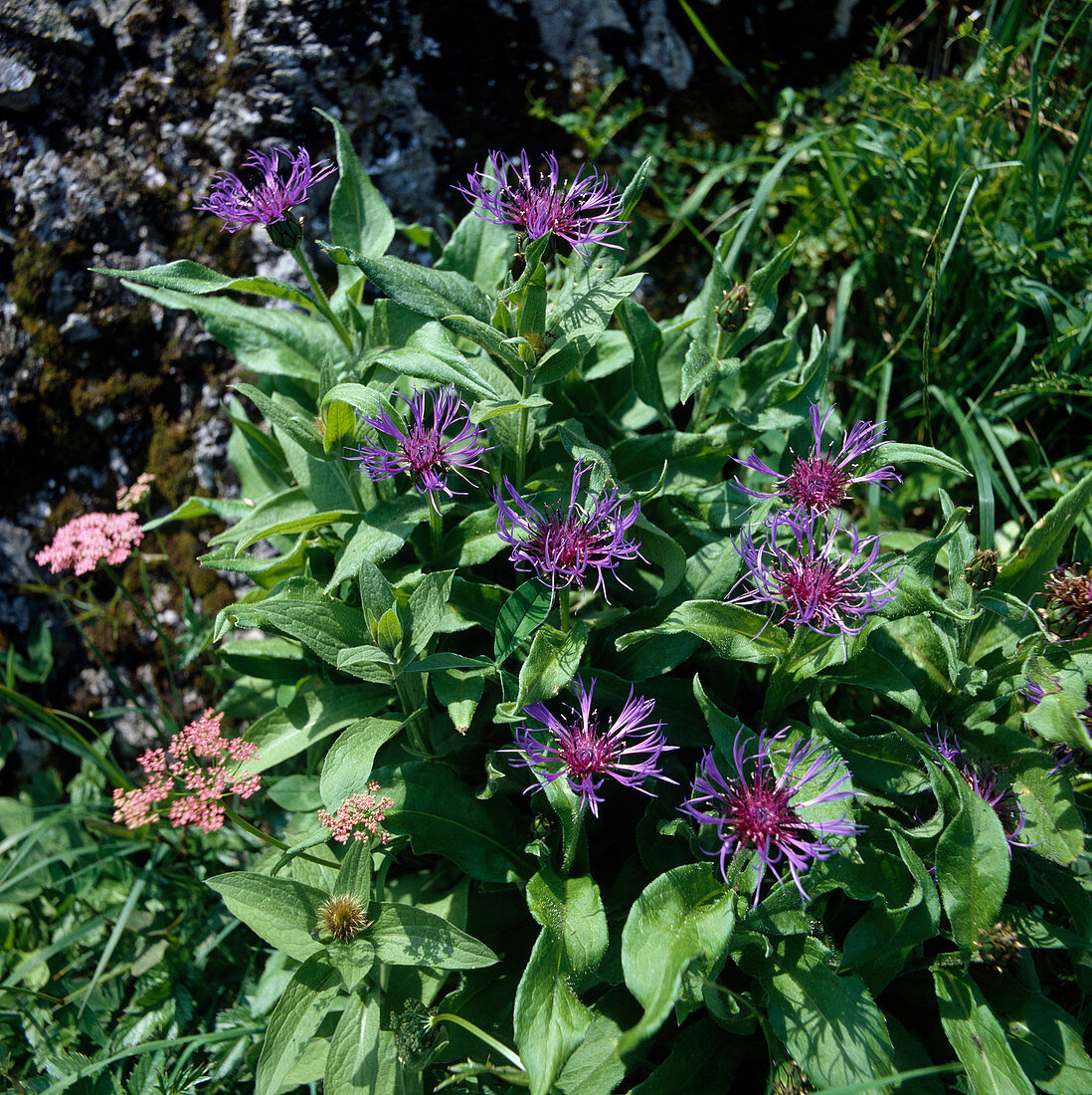 Mountain knapweed