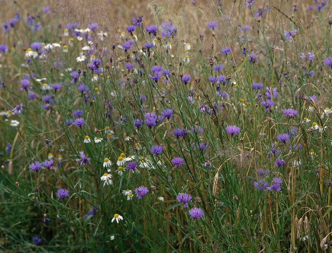 Centaurea cyanus (cornflower) and chamomile (Matricaria chamomilla)