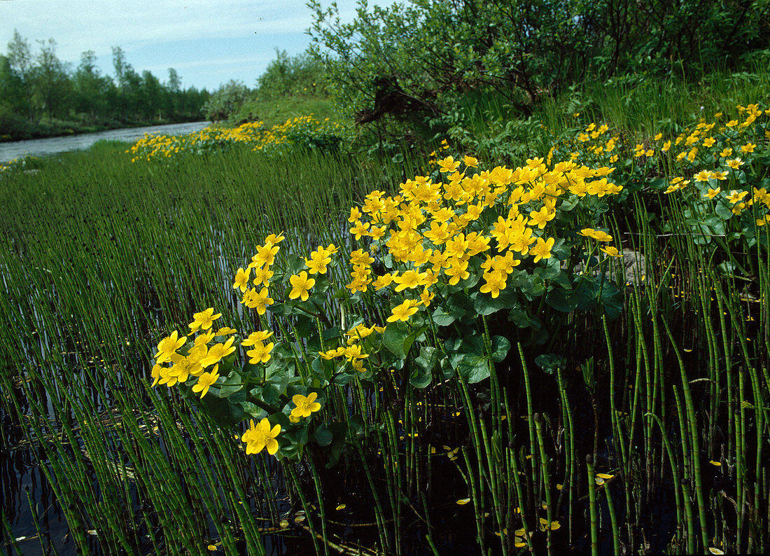 Caltha palustris (Marsh marigold) between Equisetum (Marsh horsetail)