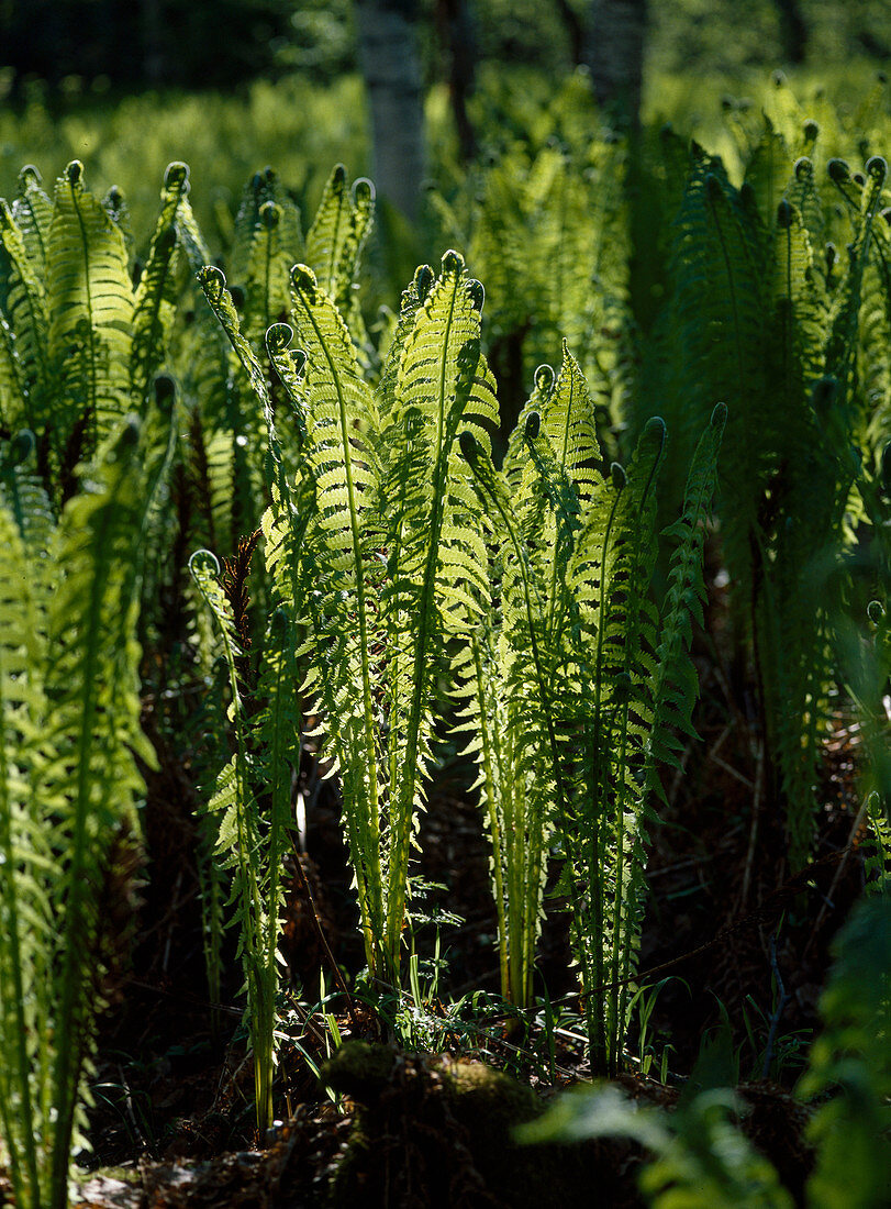 Matteuccia struthiopteris (Straußfarn)