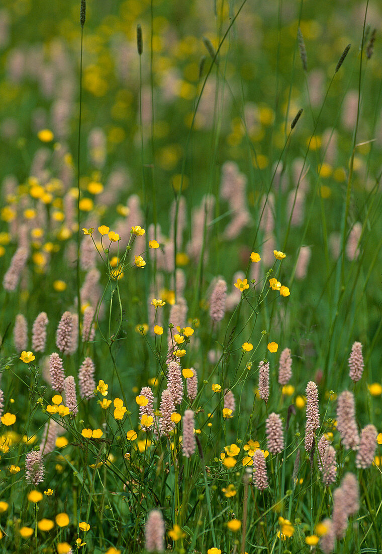 Flower meadow with meadow knotweed