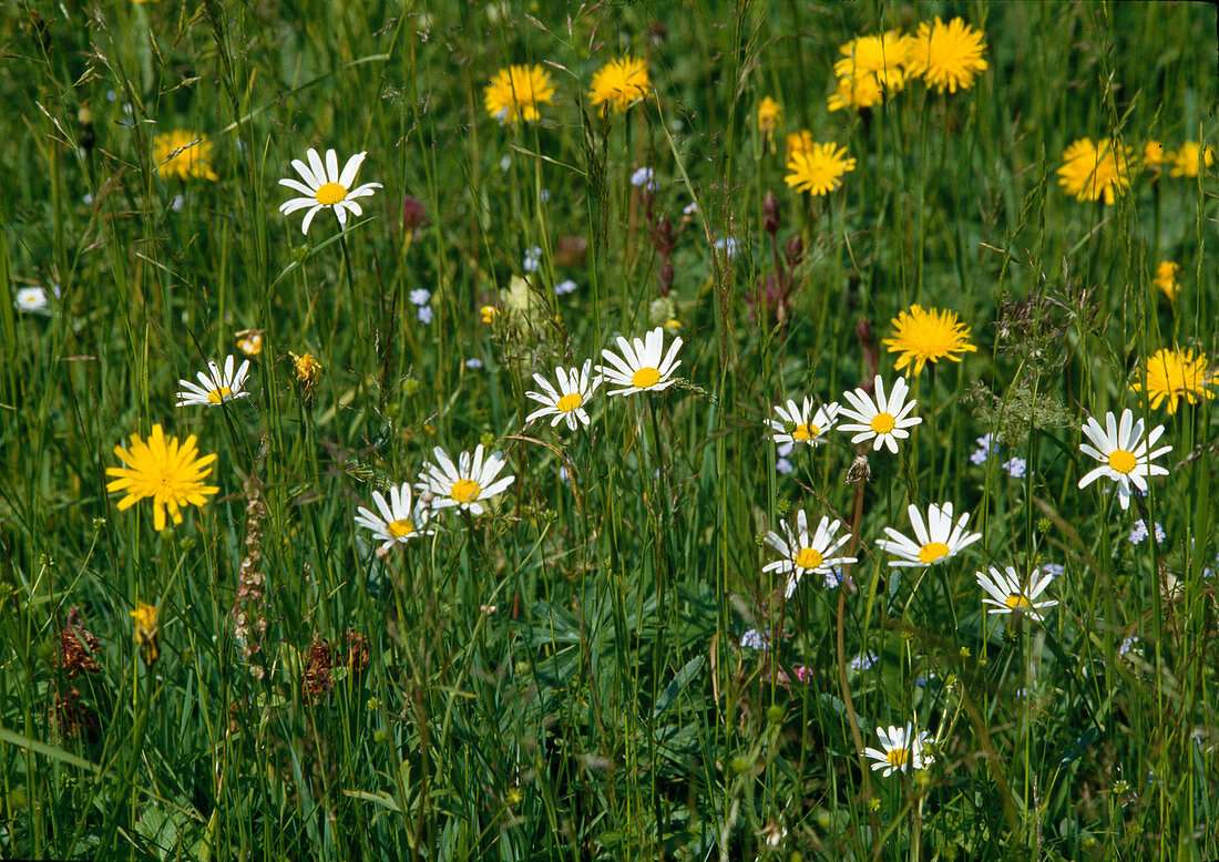 Blumenwiese: Leucanthemum vulgare (Margeriten) und Crepis biennis (Wiesen-Pippau)