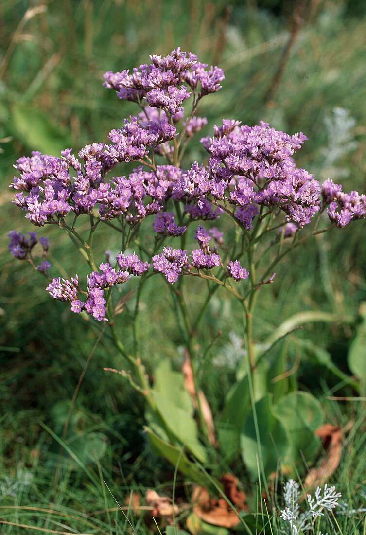 Limonium vulgare (Gewöhnlicher Strandflieder), beliebte Schnittblume, die sich gut zum Trocknen eignet