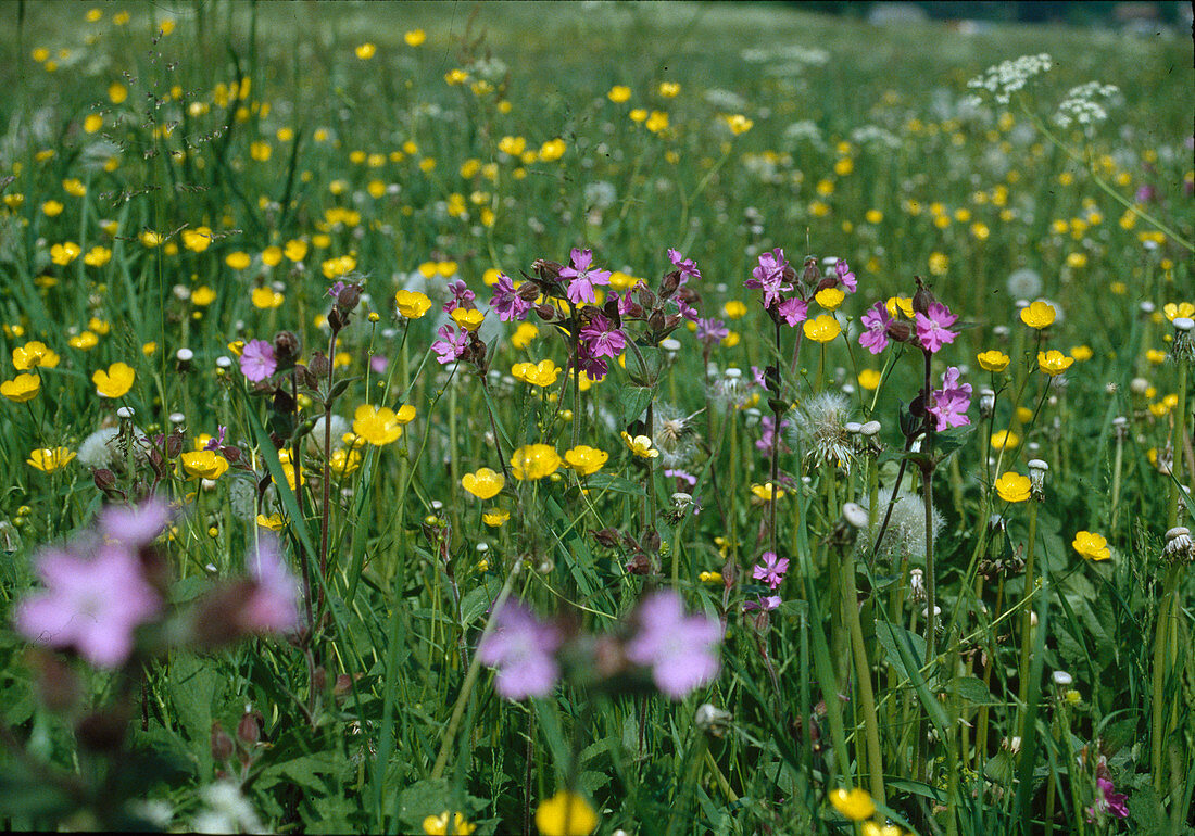 Flower meadow with carnations and buttercups