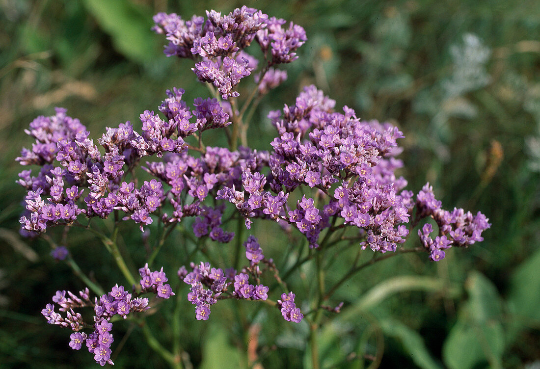 Limonium vulgare (Common beach lilac), popular cut flower that is good for drying