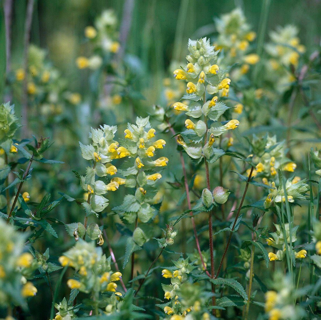 Rhinanthus alectorolophus, shaggy rattle pot