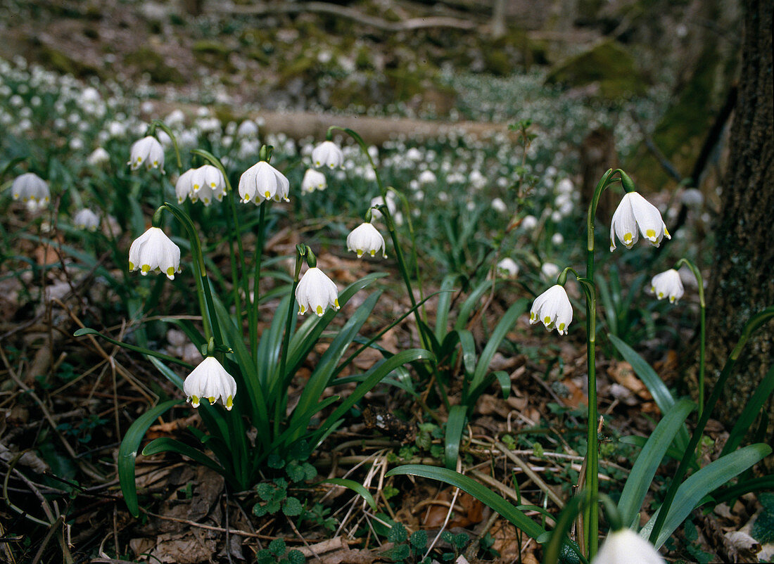 Frühlings-Knotenblume, Märzenbecher, Leucojum vernum