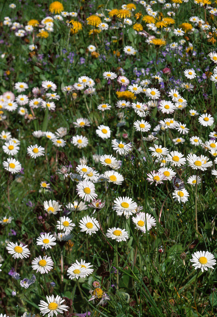 Wothe: Bellis perennis (Daisy)
