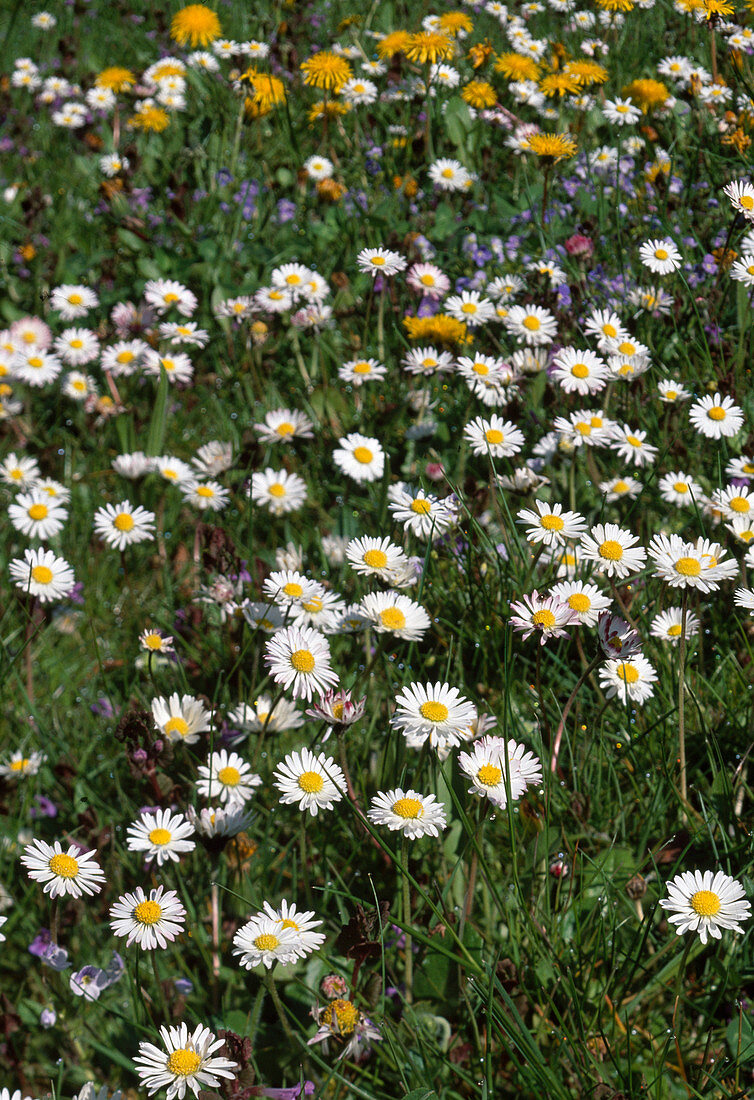 Wothe: Bellis perennis (Gänseblümchen)