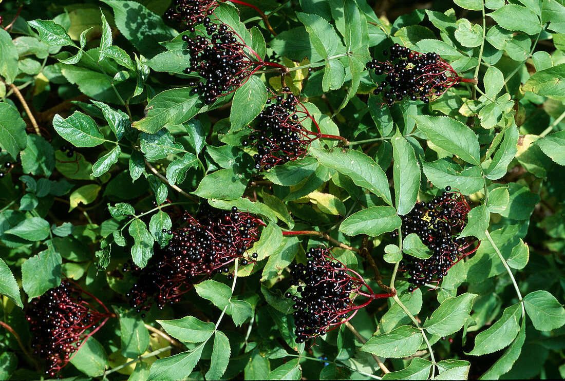 Black elder berries