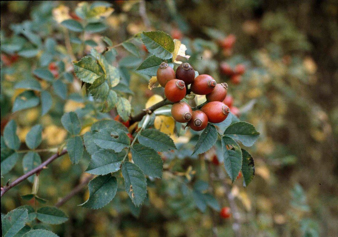 Rosa glauca-Blaue Hechtrose, Hagebutten im Herbst