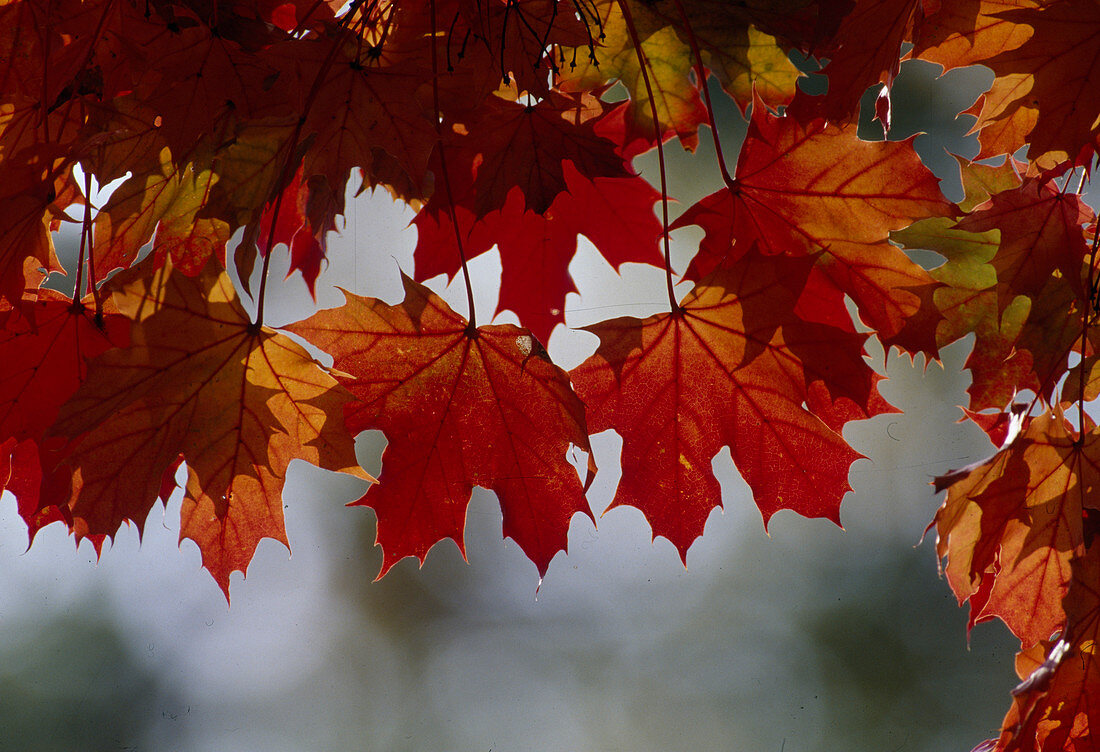Acer platanoides (Spitz-Ahorn), rote Blätter im Herbst