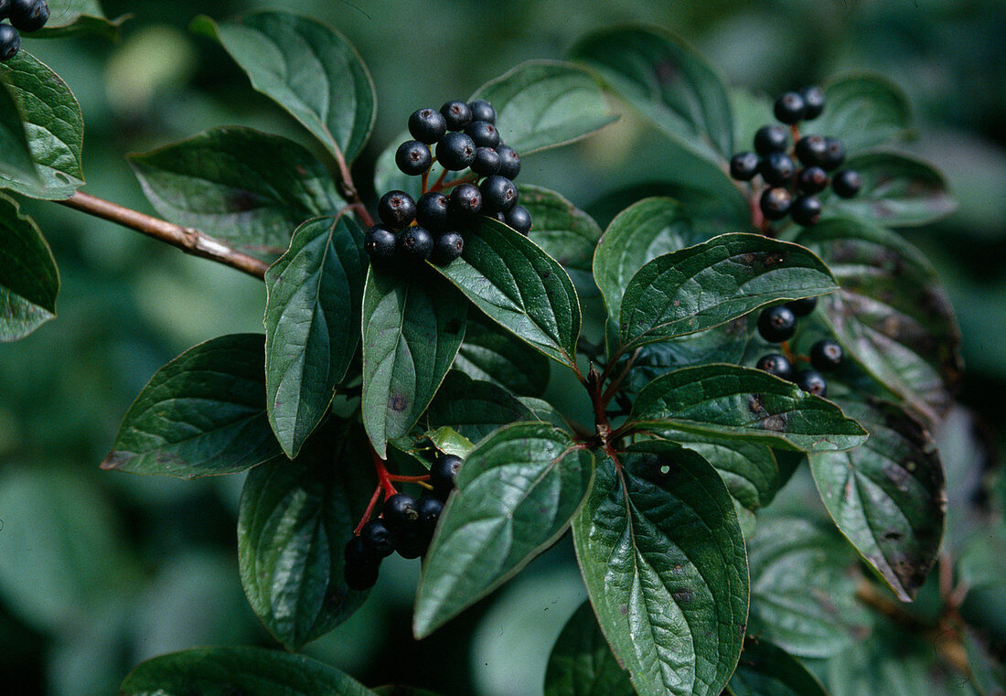 Red dogwood Cornus sanguinea