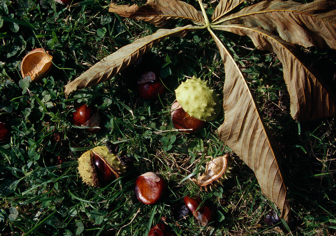 Aesculus hippocastanum (Roßkastanie), reife Kastanien fallen im Herbst