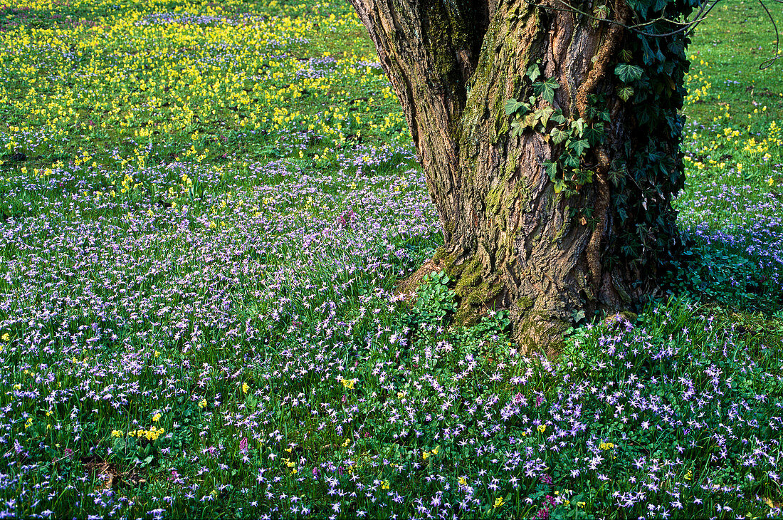 Frühlingswiese mit verwilderten Scilla (Blausternchen) und Primula veris (Schlüsselblumen)