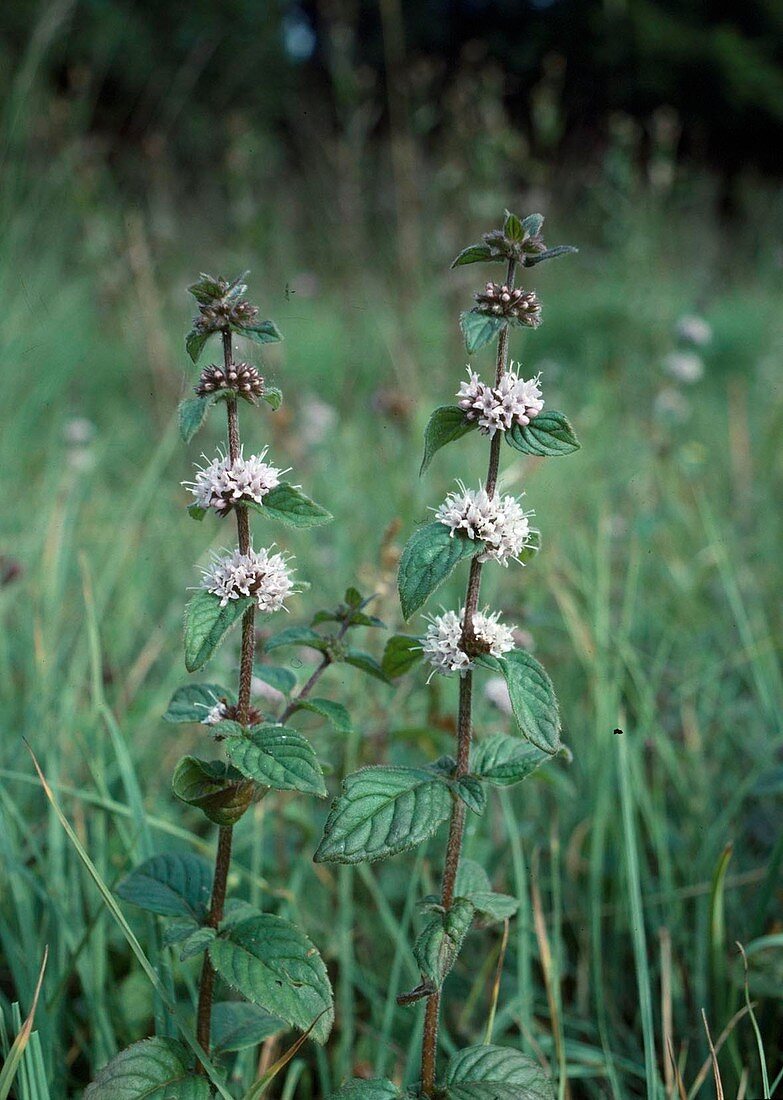 Field mint (Mentha arvensis), used in the same way as peppermint: as a tea herb for digestive complaints, colds and headaches.