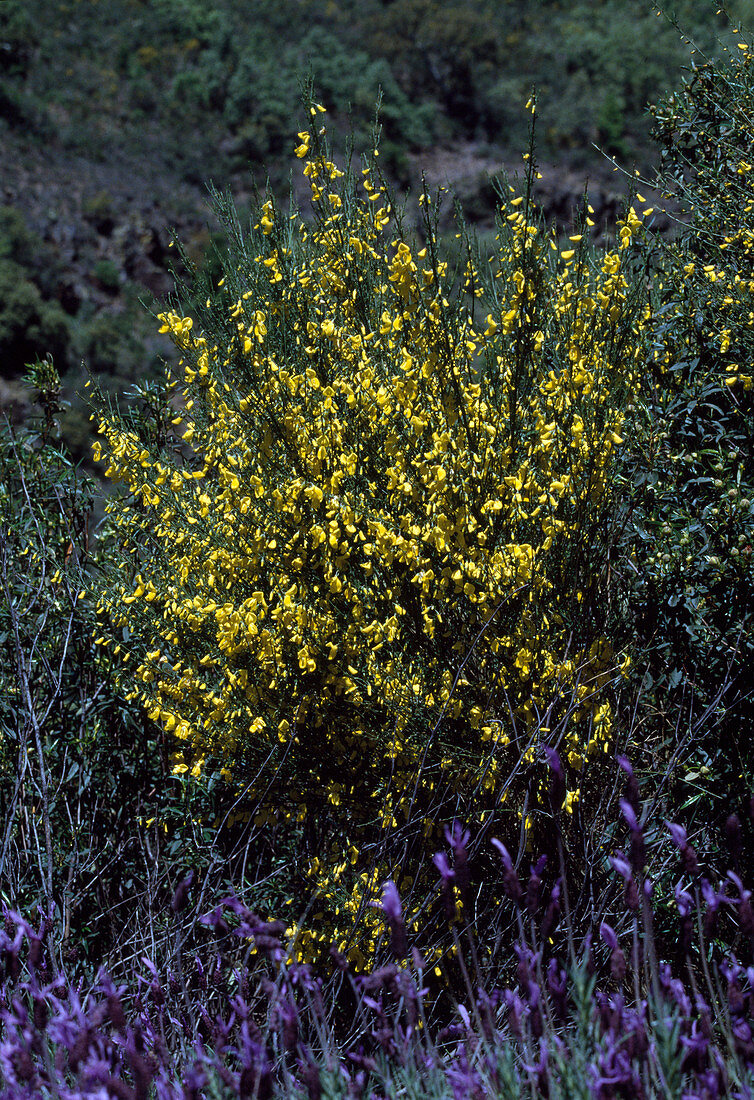 Cytisus scoparius (Broom)