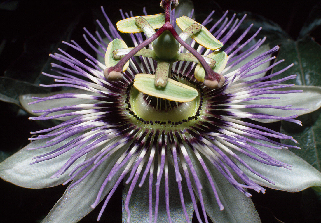 Passiflora caerulea (Blue passion flower)