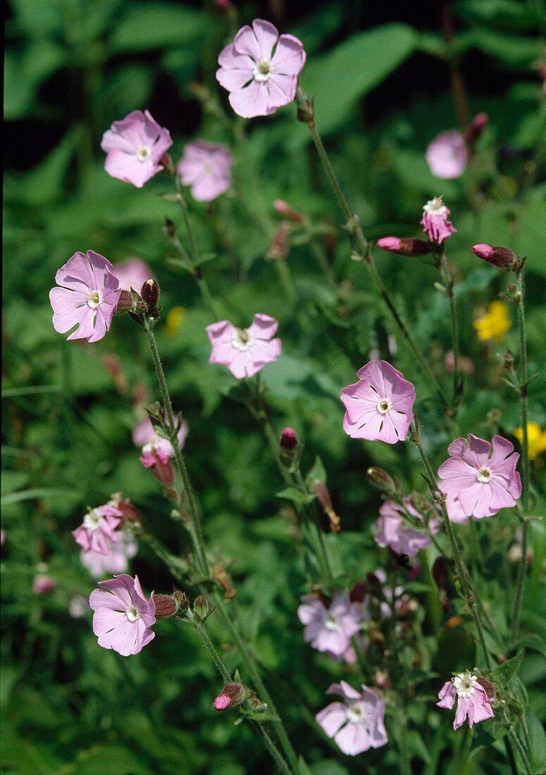 Silene dioica, Red campion