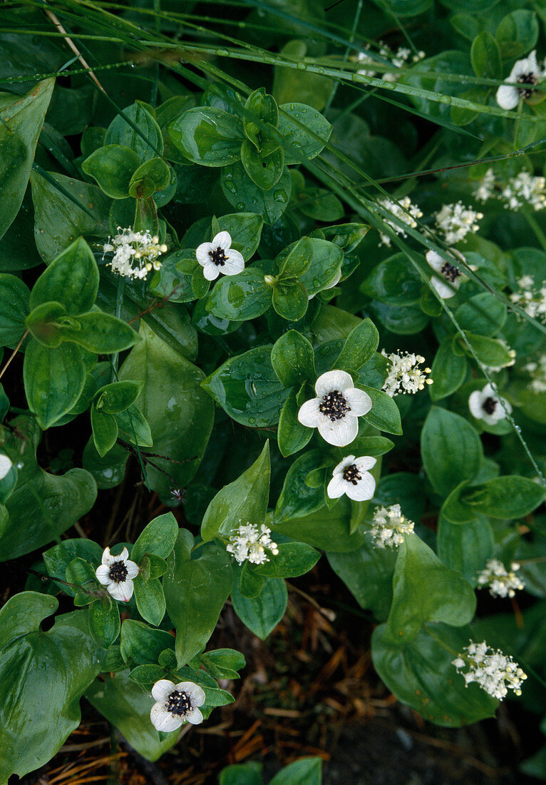 Cornus canadensis (Carpet Dogwood)