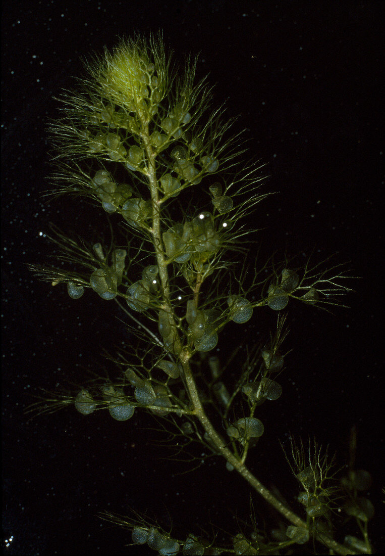 Utricularia vulgaris, Wasserschlauch