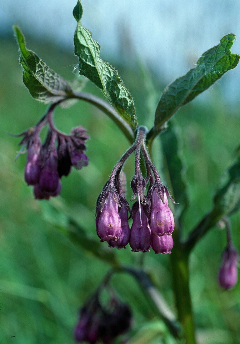 Symphytum officinale (Comfrey) in its natural habitat