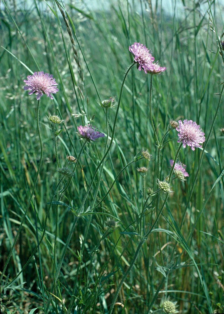 Field widow's-flower (Knautia arvensis)