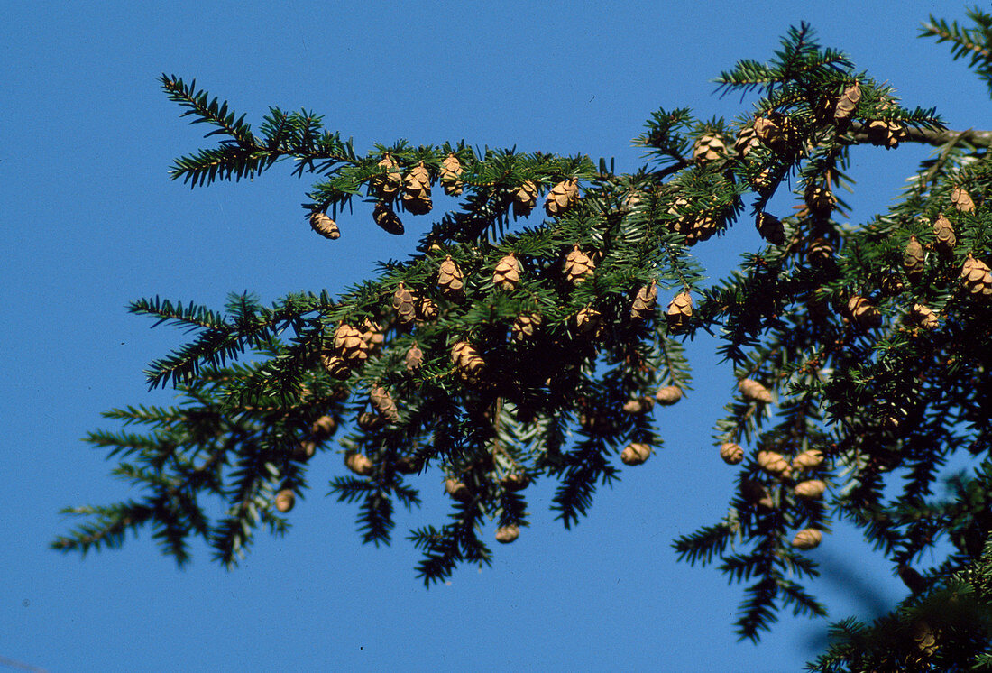 Tsuga canadensis (Canadian hemlock) with cones