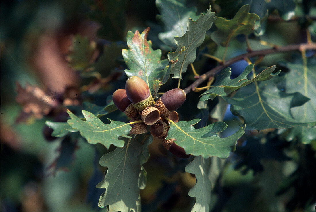 Quercus petraea, Qu. Sessiliflora, Sessile Oak