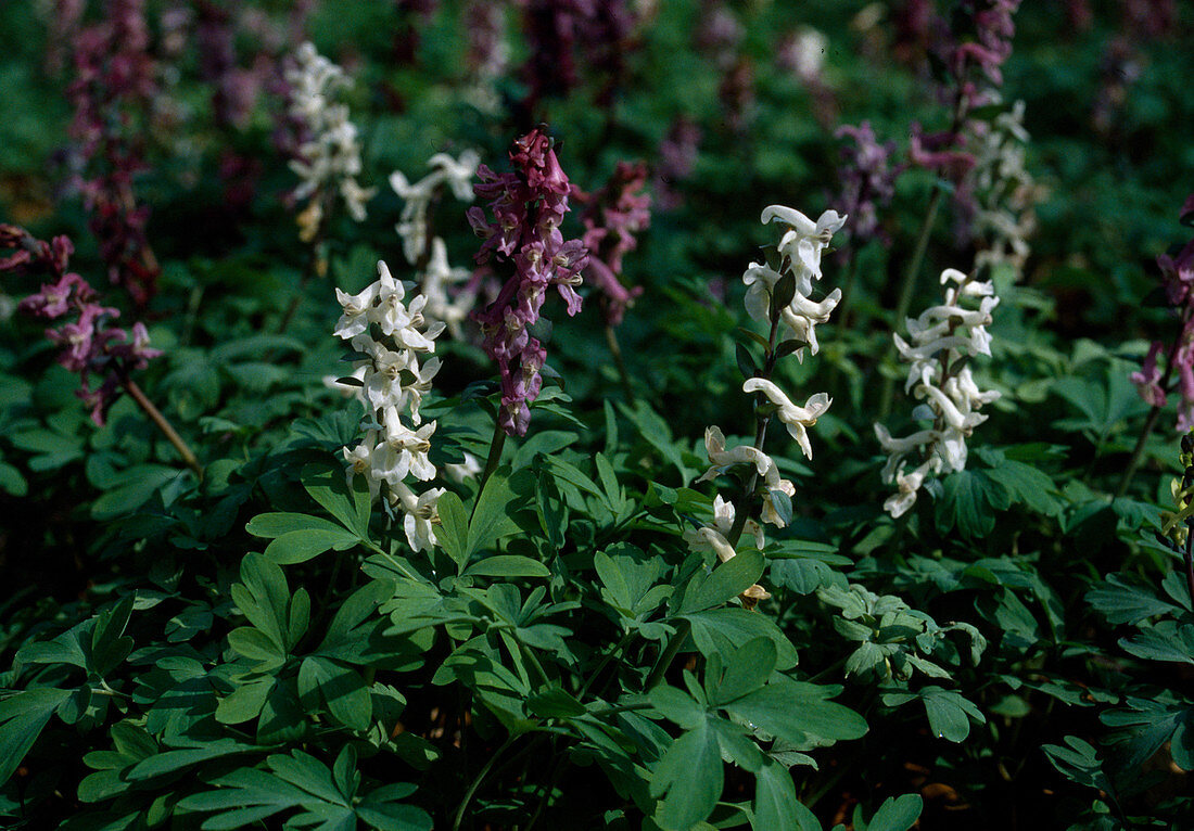 Corydalis Cava. Hollow corydalis