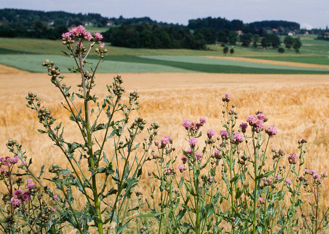 Cirsium arvense (Acker-Kratzdistel) am Getreidefeld