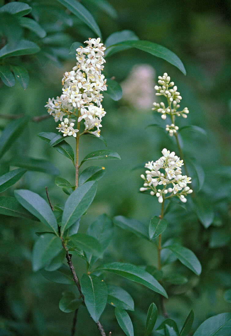 Ligustrum vulgare, privet