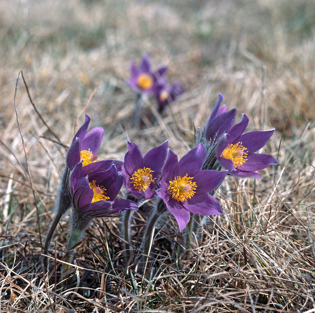 Pulsatilla vulgaris (Pasque flower, Cow's pasque flower)