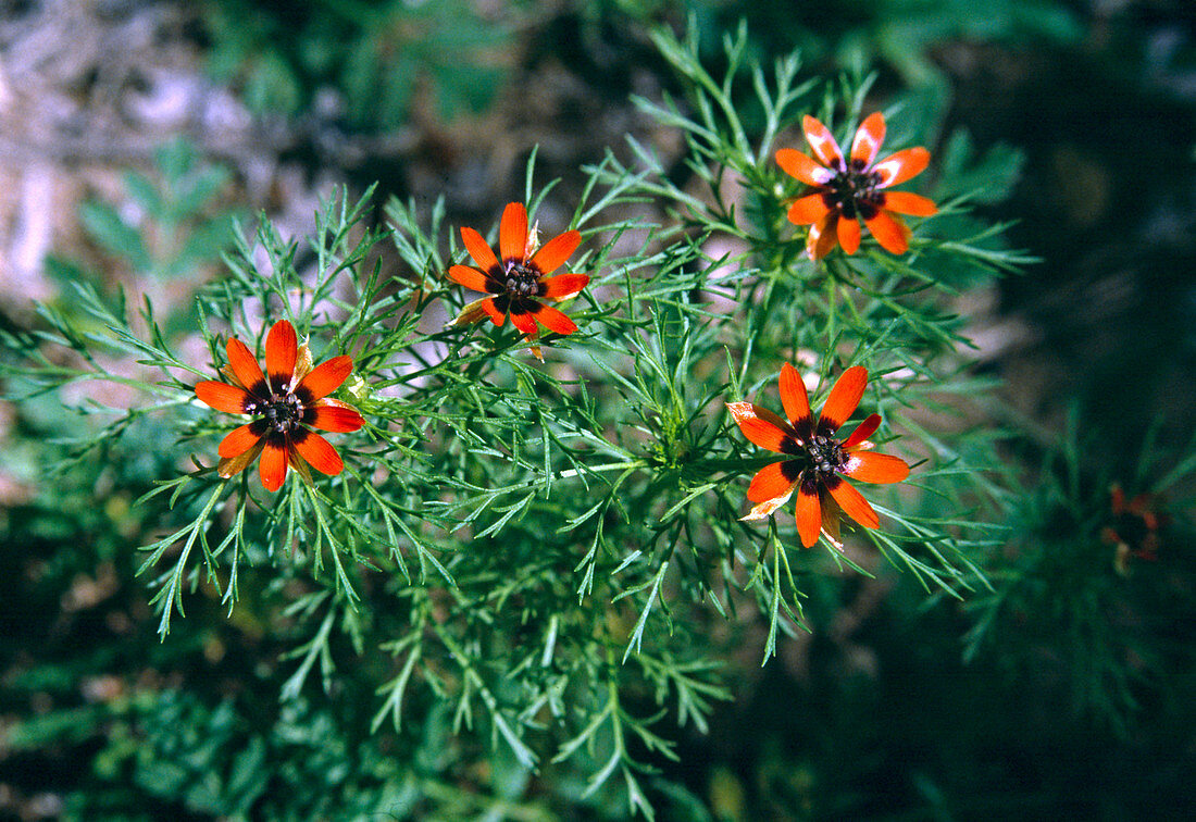 Adonis aestivalis (sun adonis, adonis rose)