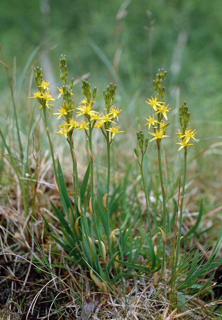 Moor lily (Narthecium ossifragum), also known as leg break, spike lily or yellow moor lily