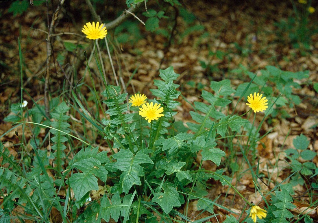 Horned lettuce (Aposeris foetida)