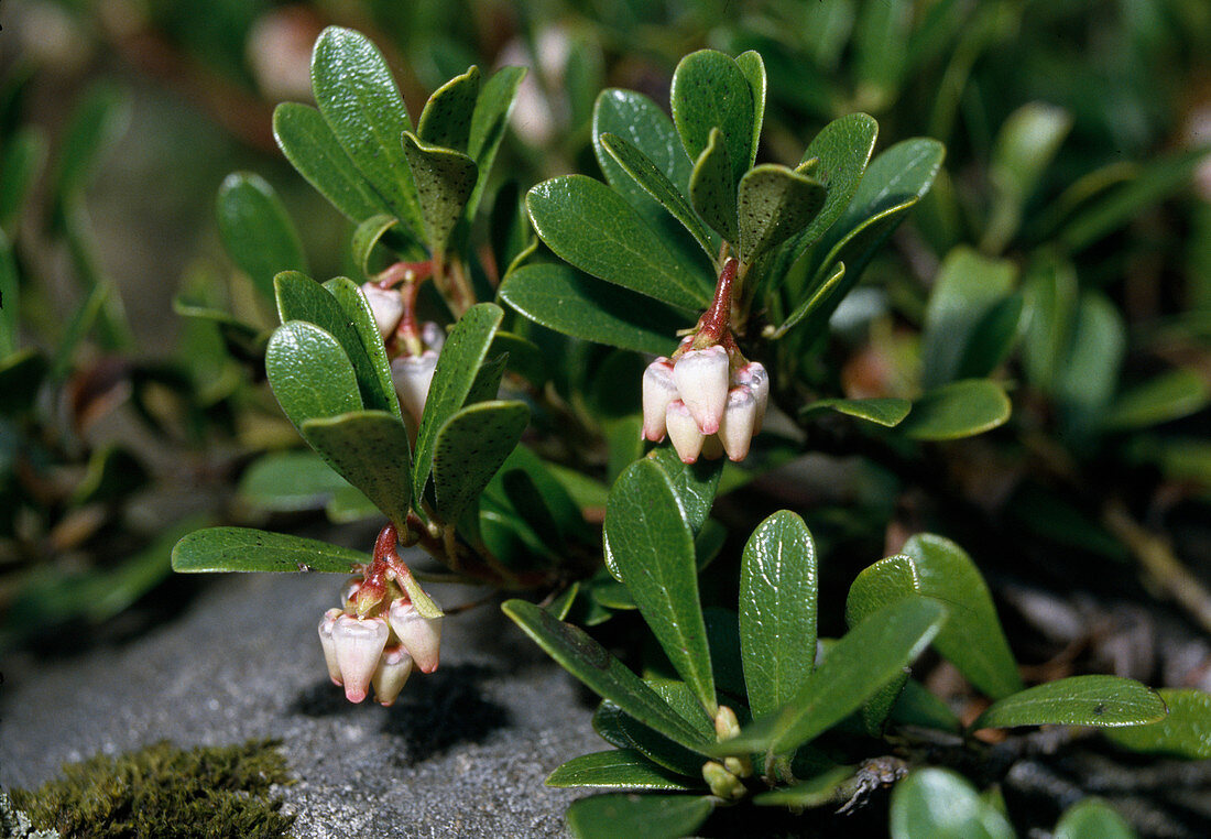 Arctostaphylos Uva-ursi Evergreen bearberry