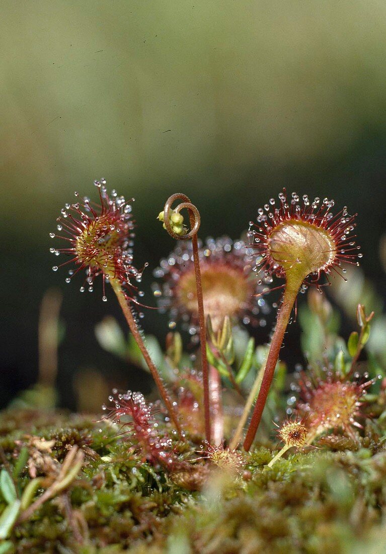 Drosera rotundifolia, round-leaved sundew - carnivorous bog plant