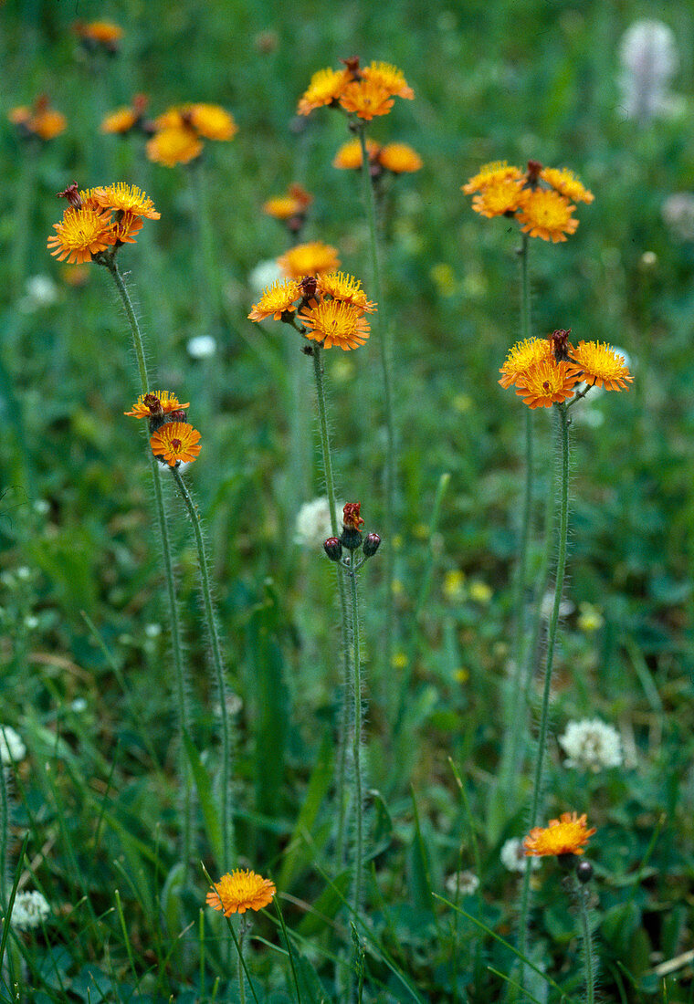 Orange-red hawkweed (Hieracium aurantiacum)