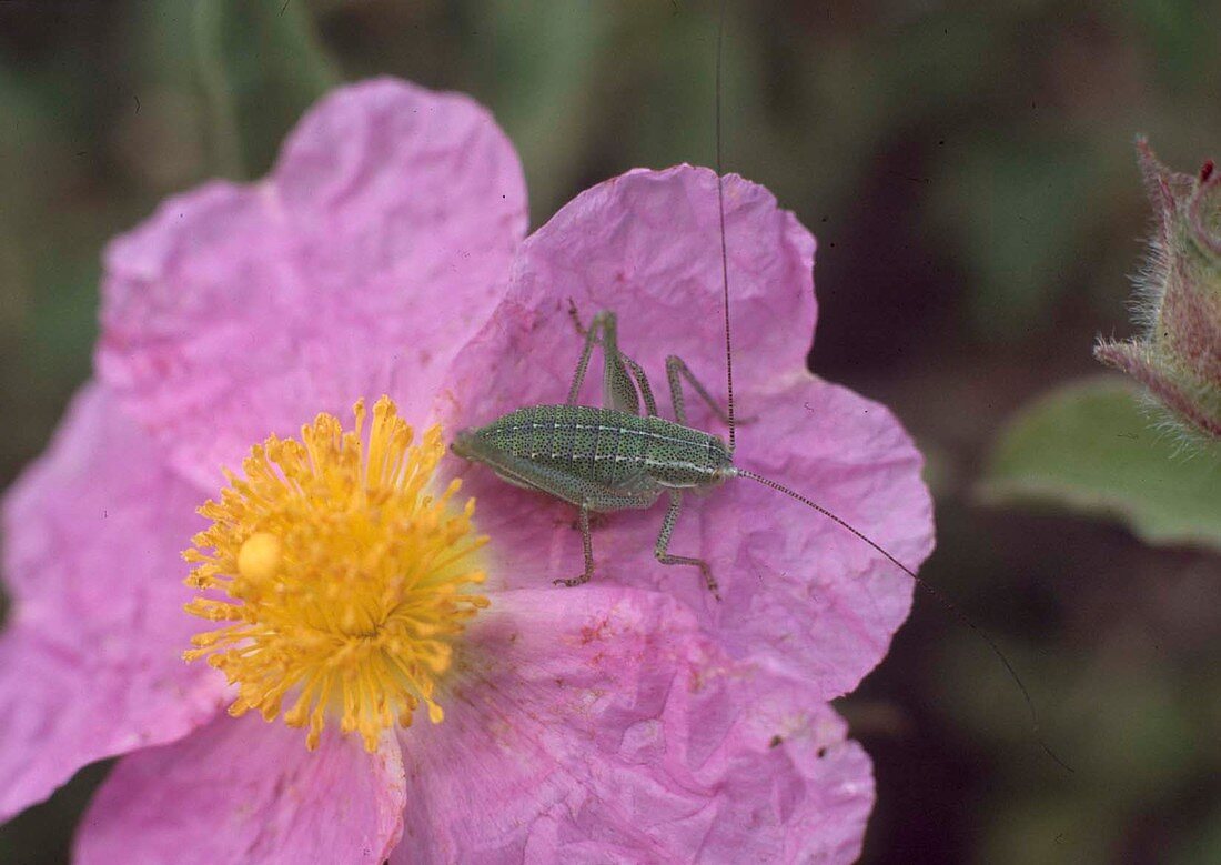 Cistus (Cistus) with grasshopper